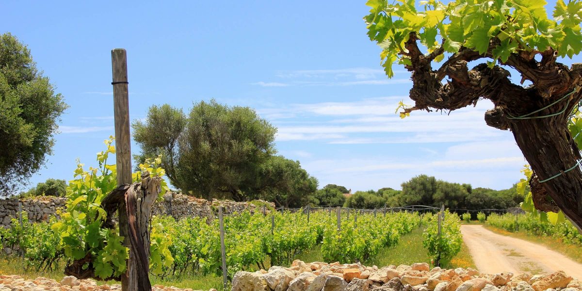 In Menorca machen wir einen Ausflug in ein Weinanbaugebiet