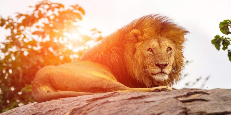 Südafrika ist dafür bekannt, viele Löwen in freier Wildbahn sehen zu können