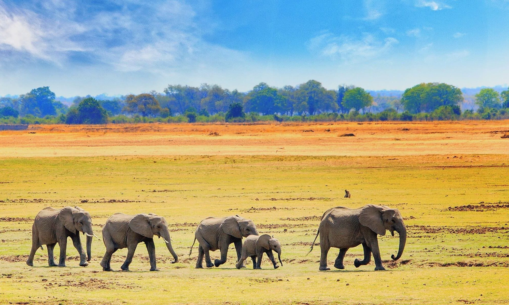 Auf einer Safari in Südafrika werden Sie bestimmt wild Elefanten sehen