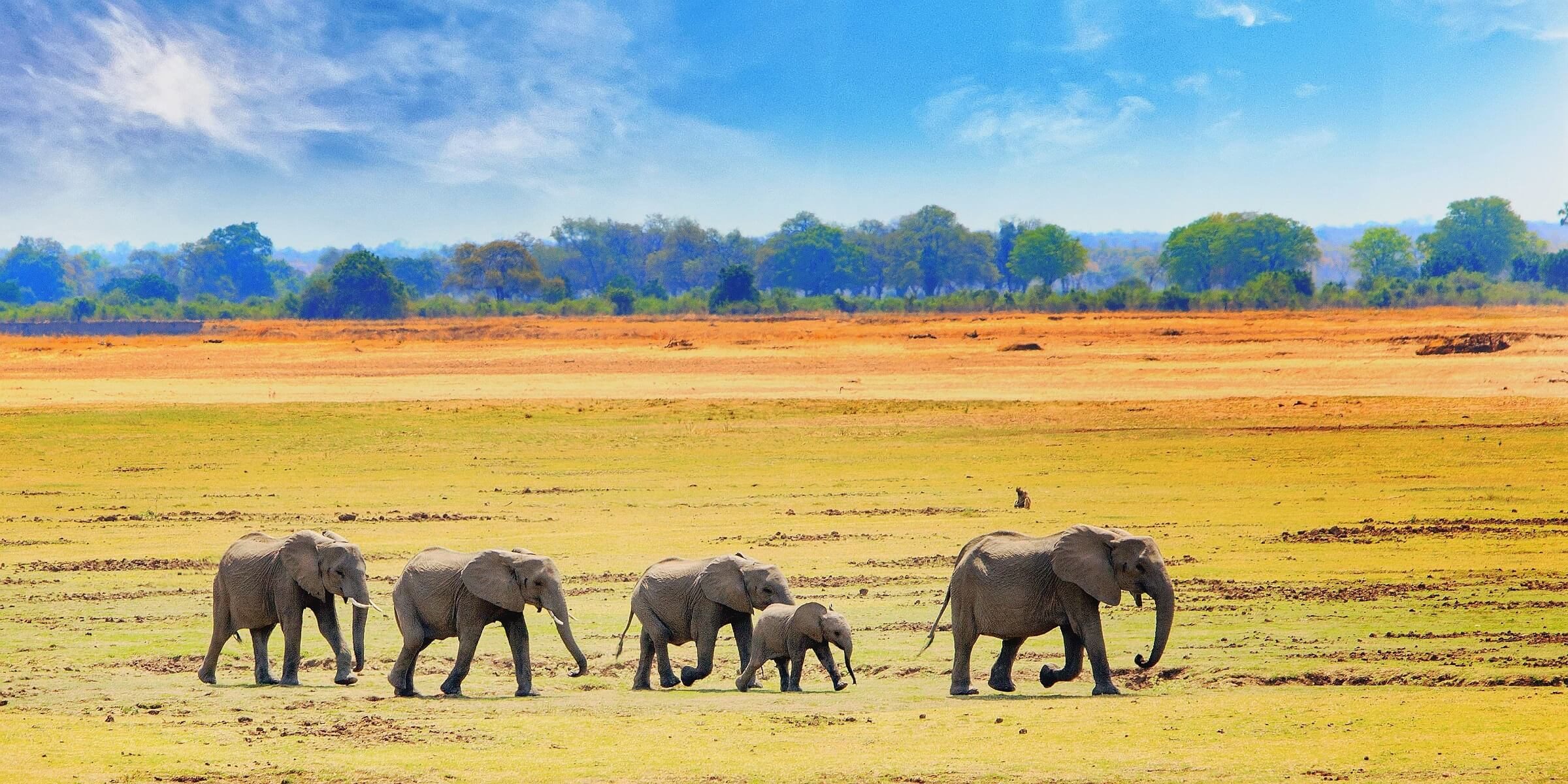 Auf einer Safari in Südafrika werden Sie bestimmt wild Elefanten sehen