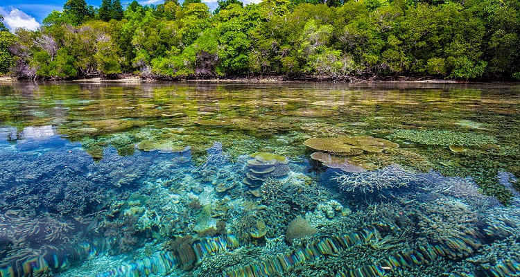 Auf Ihrer Singlereise nach Mexiko haben Sie die Möglichkeit in fabelhafte Korallenriffe abzutauchen