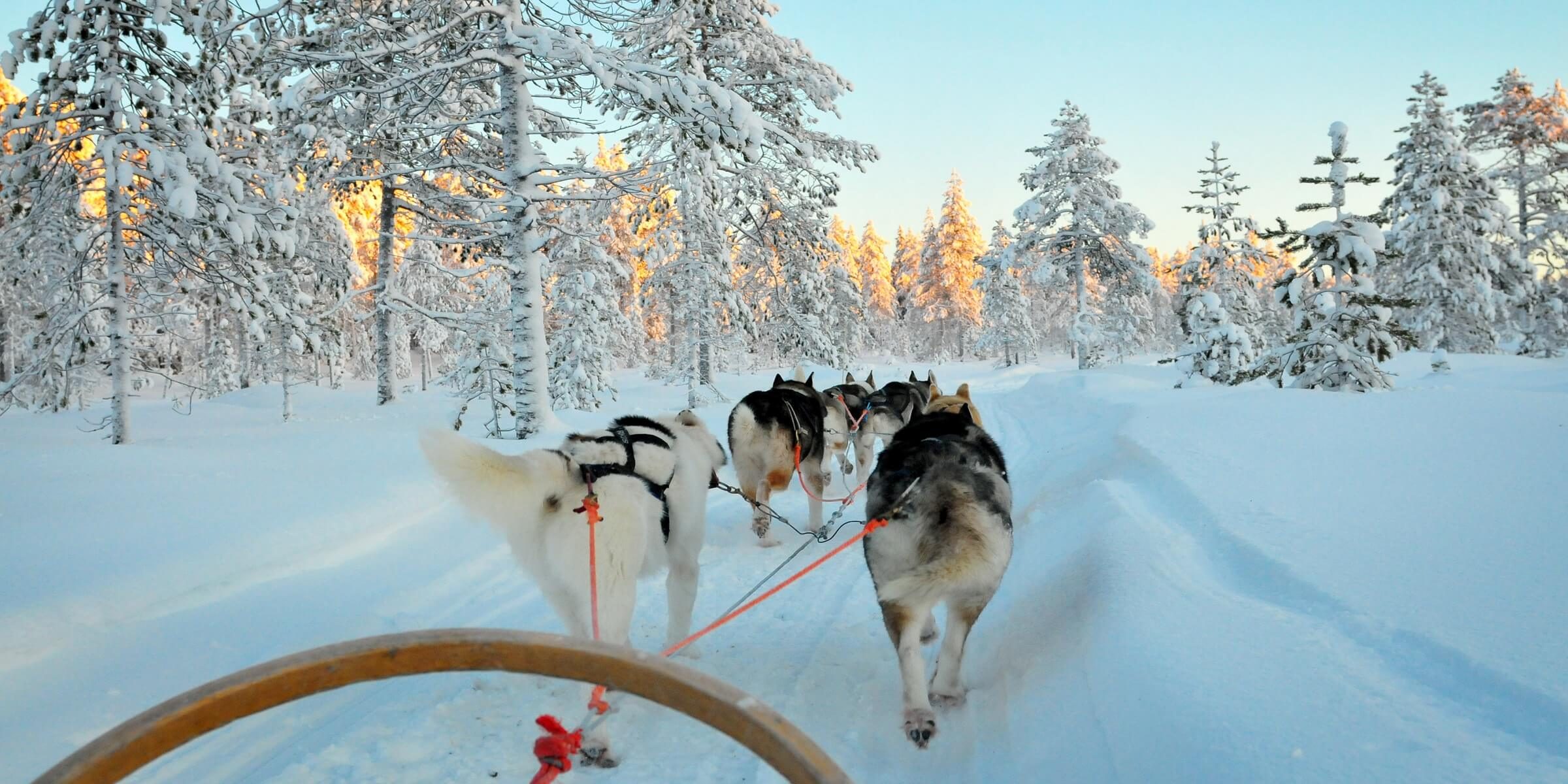 Die Husky-Tour in Lappland ist immer ein absoluten Highlight