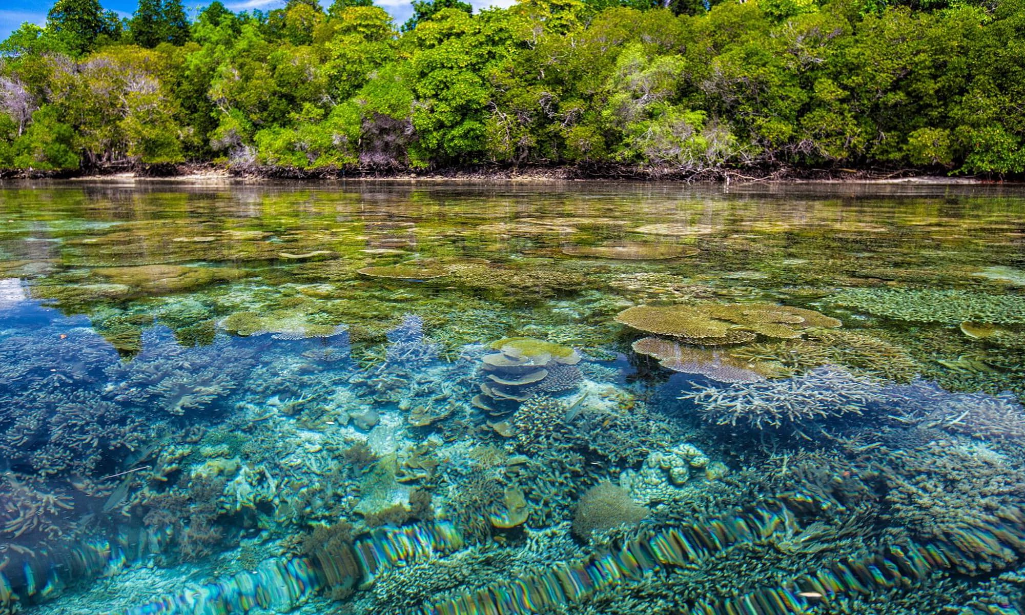 Auf Ihrer Singlereise nach Mexiko haben Sie die Möglichkeit in fabelhafte Korallenriffe abzutauchen
