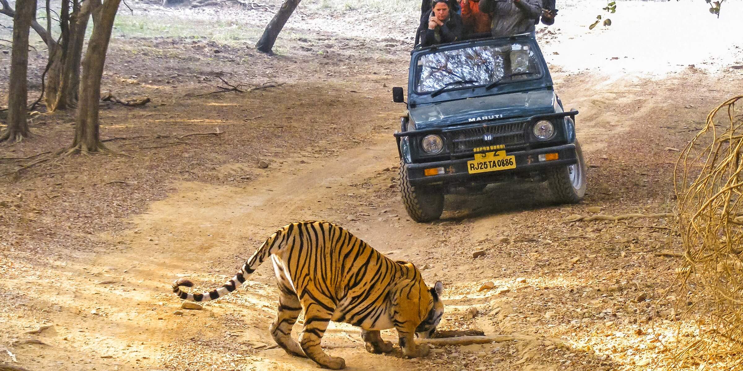 Wilde Tiere auf einer Pirschfahrt in Indien erleben