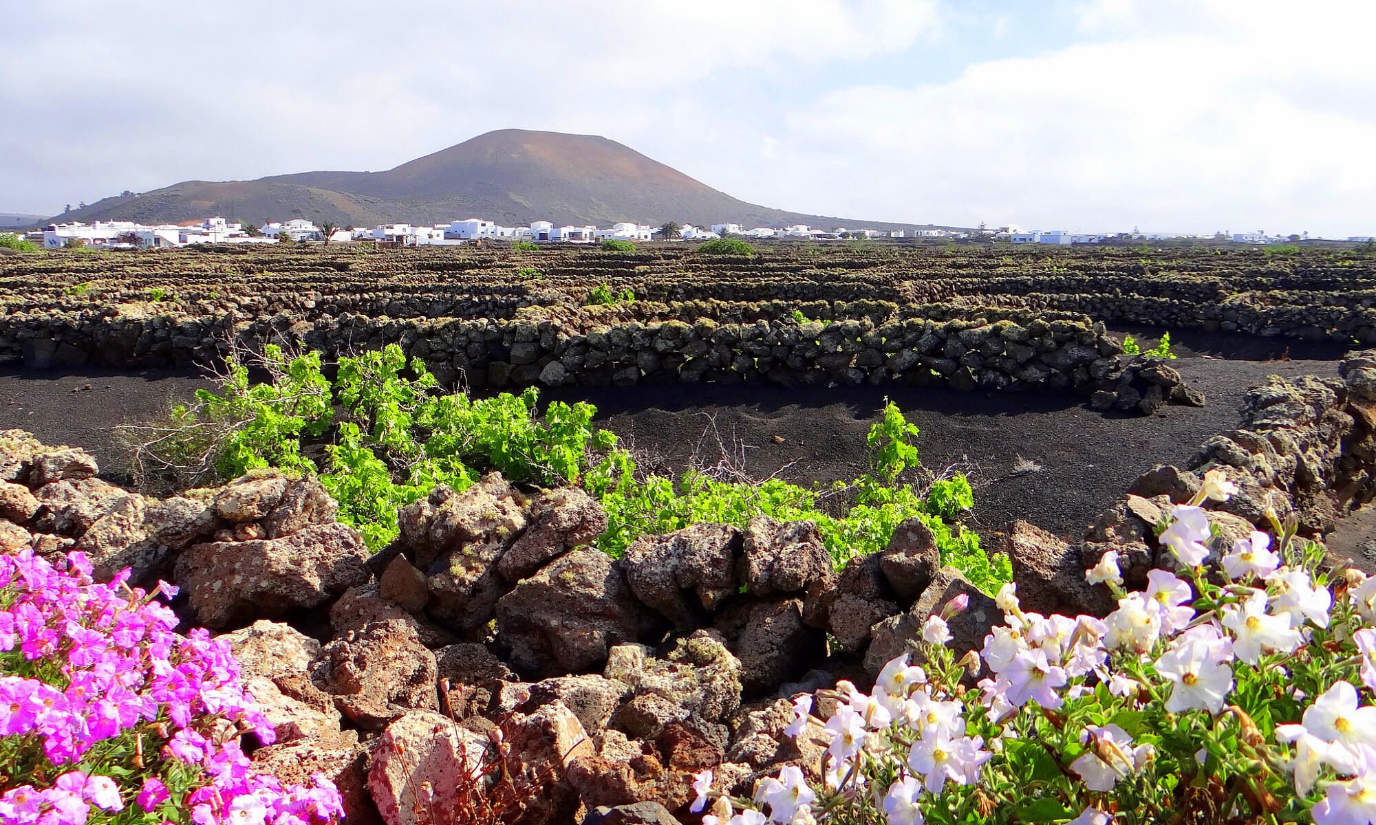 Typische Lava Landschaft auf Lanzarote.