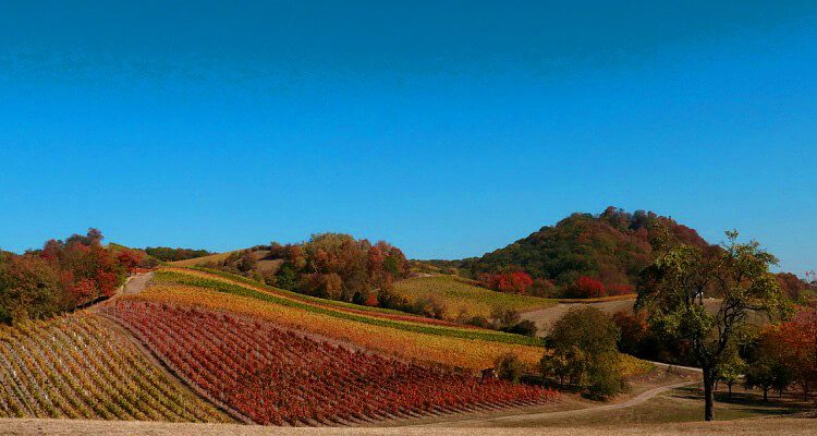 Es erwartet Sie leckeren Wein auf Ihrer Singlereise nach Zypern