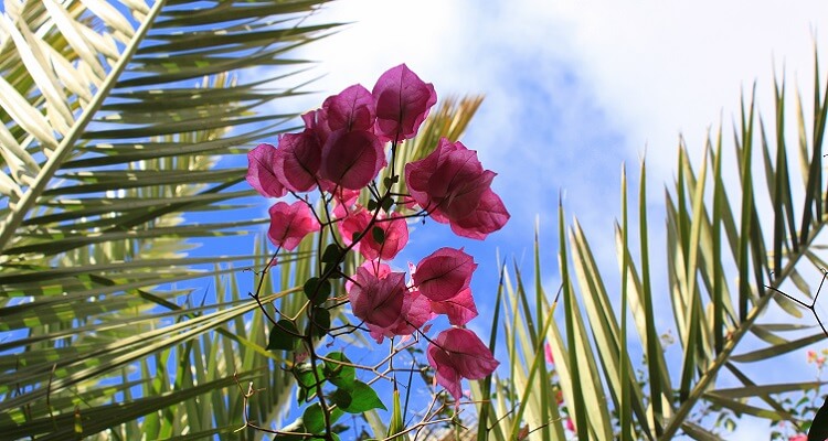 Lassen Sie sich von der herrlichen Blütenwelt auf Fuerteventura verzaubern