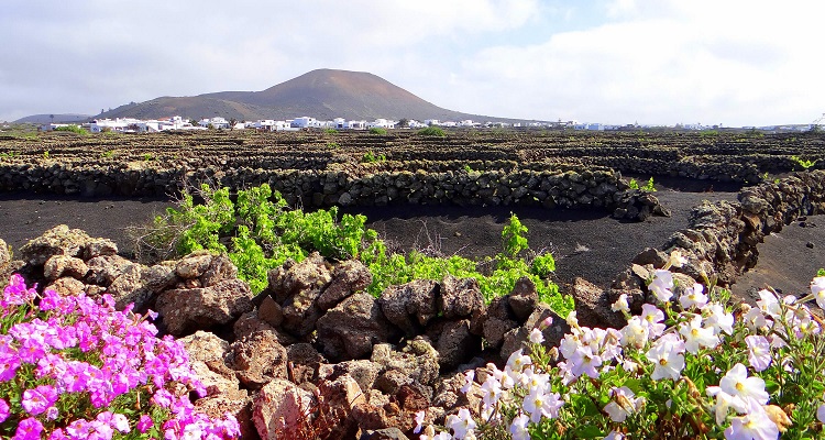 Typische Lava Landschaft auf Lanzarote.