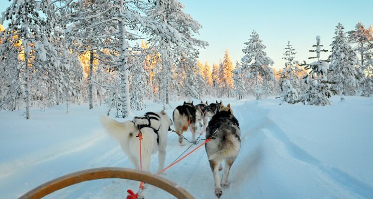 Lassen Sie sich bei einer Husky-Tour die Umgebung Lapplands zeigen