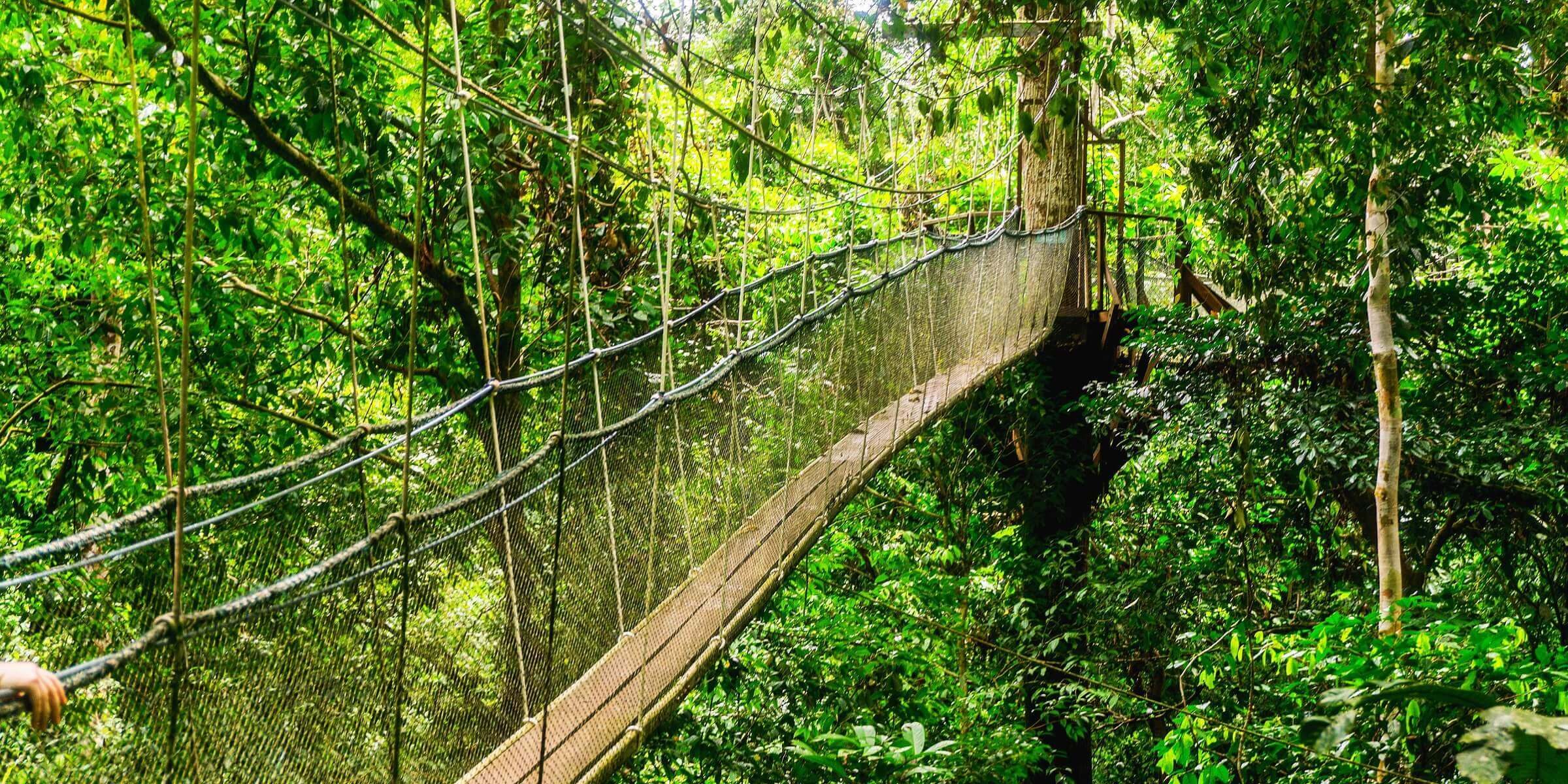 Auf Borneo besuchen Sie den Mulu Sarawak Nationalpark