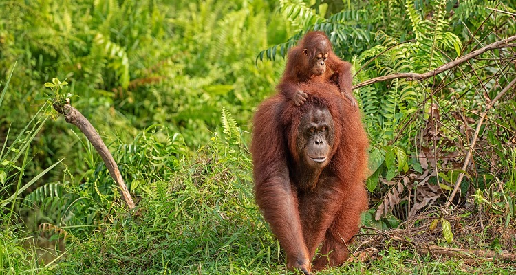 Orang Utans in freier Wildbahn in Malaysia