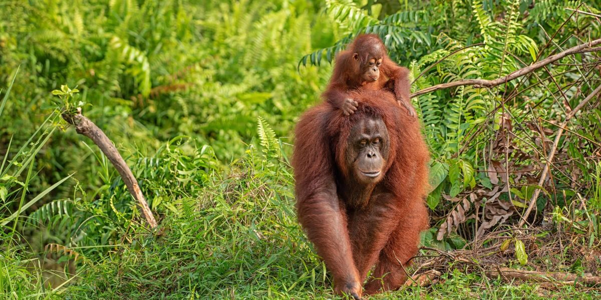 Orang Utans in freier Wildbahn in Malaysia