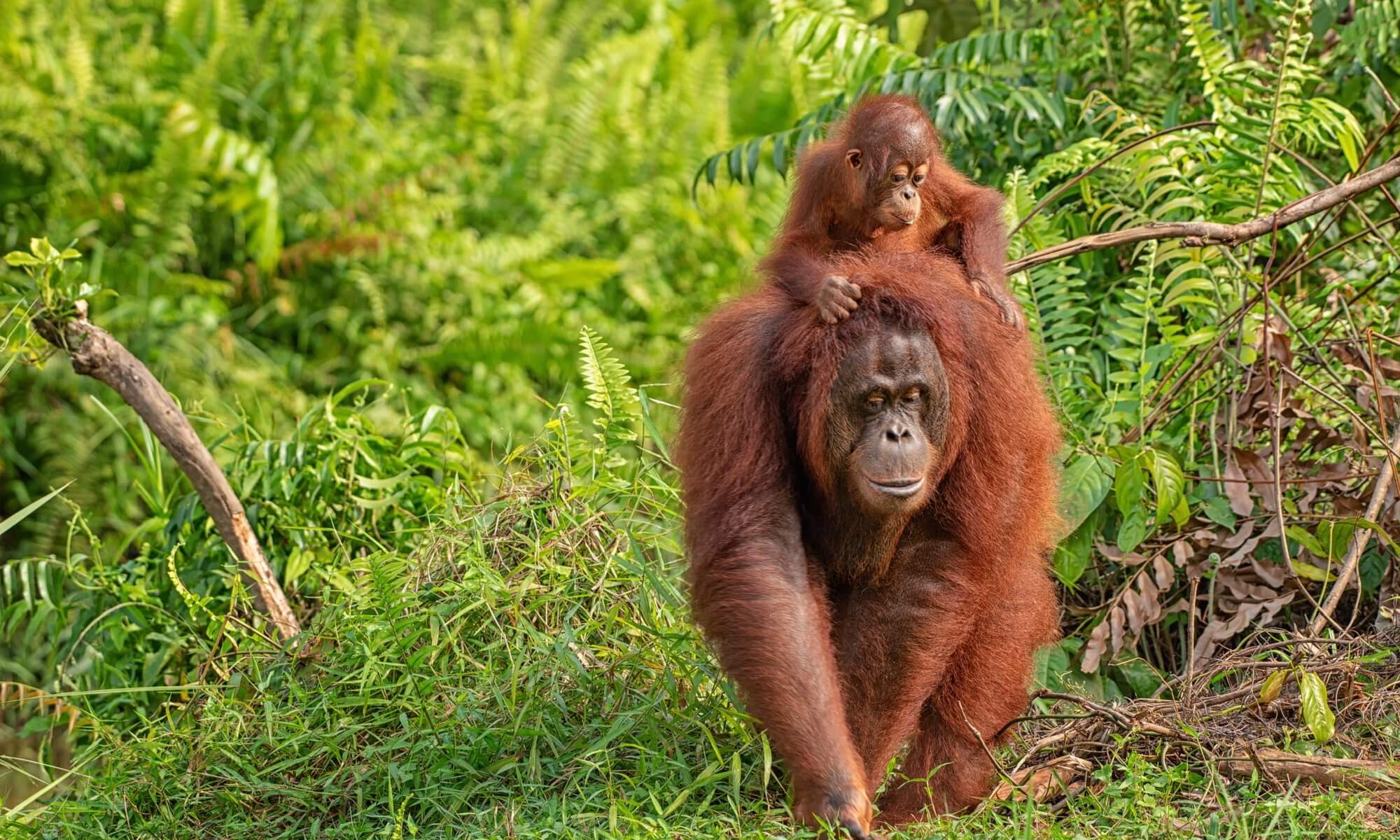 Orang Utans in freier Wildbahn in Malaysia