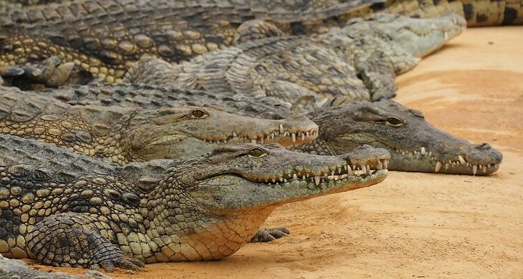 Wilde Krokodile und viele andere Wildtiere sehen Sie auf Ihrer Singlereise nach Mexiko