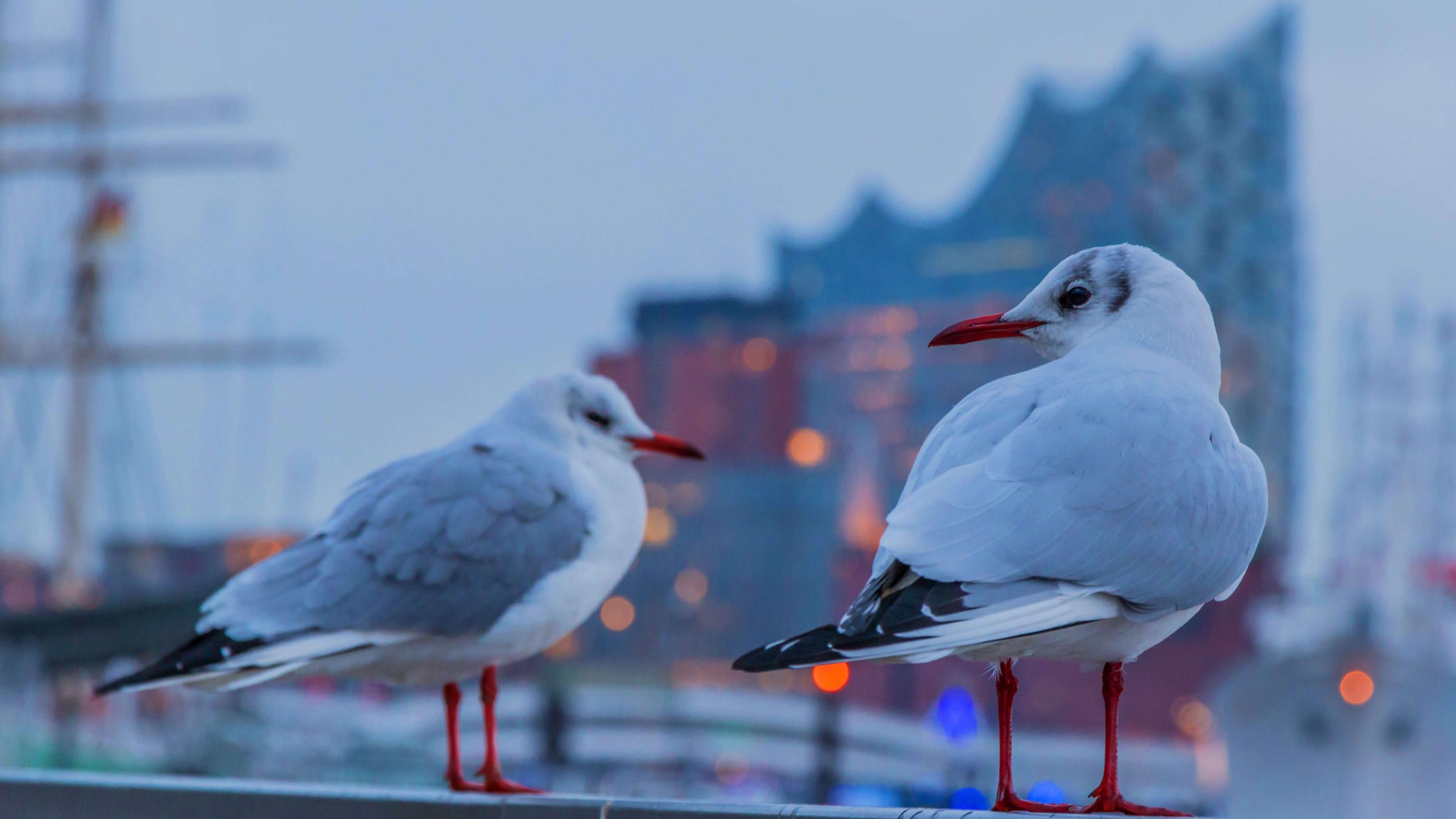 Eine Vogelart werden Sie in Hamburg sehr oft sehen, die Möwen