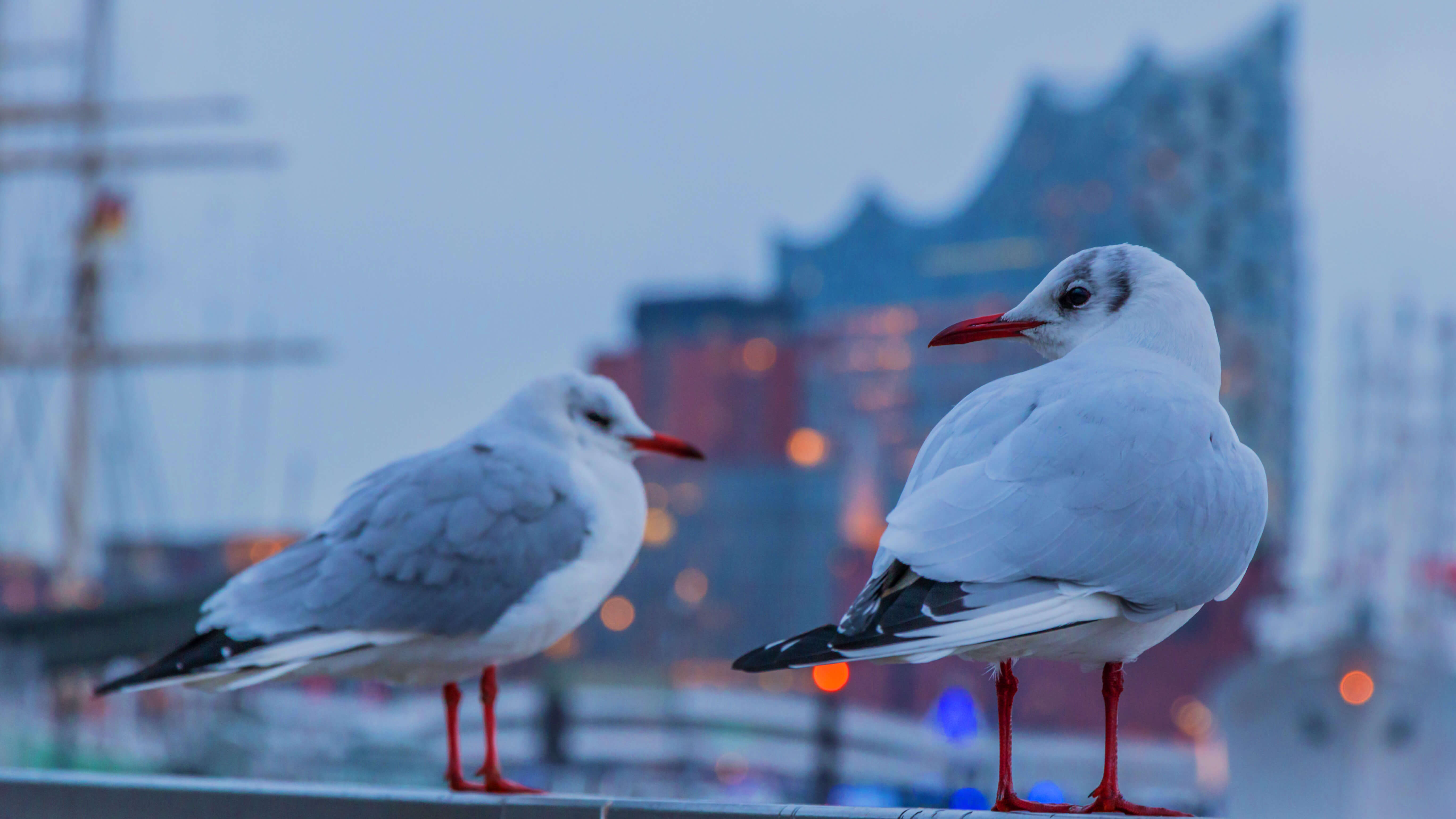 Eine Vogelart werden Sie in Hamburg sehr oft sehen, die Möwen