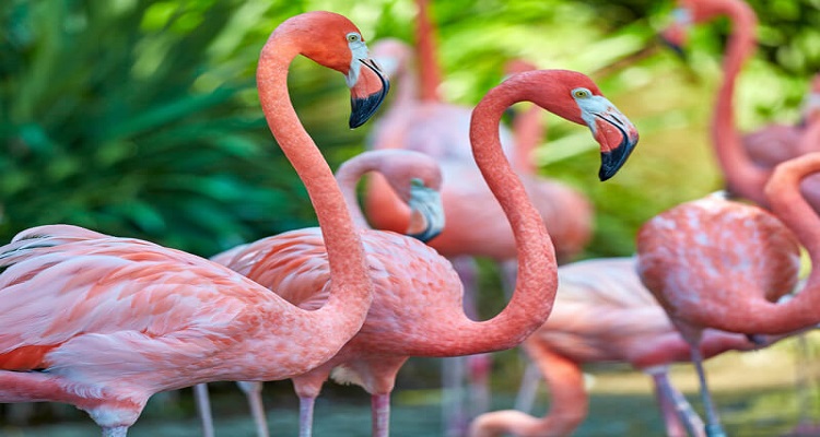 Die Flamingos von Celestun