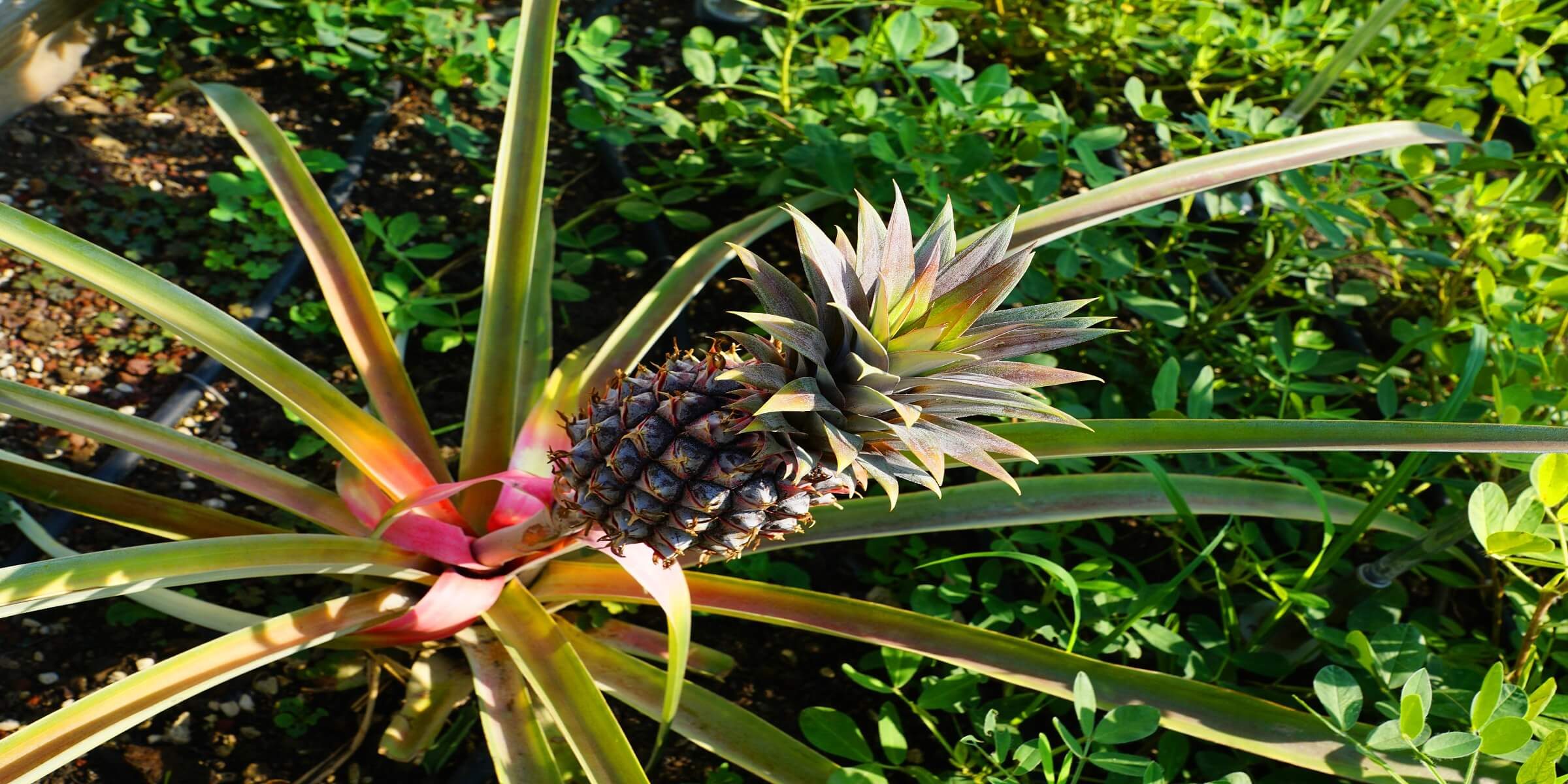 Exotische Früchte in Panama
