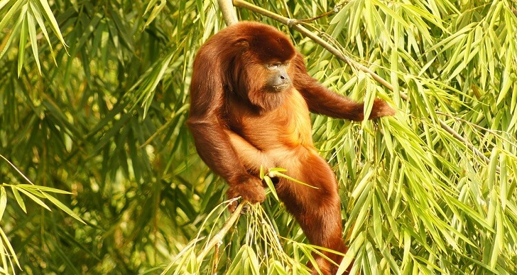 Brüllaffee in Panama