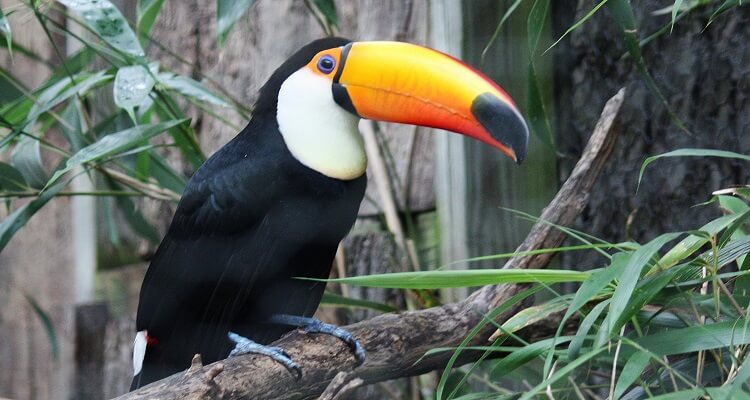 Tucan in der vielfältigen Tierwelt von Panama