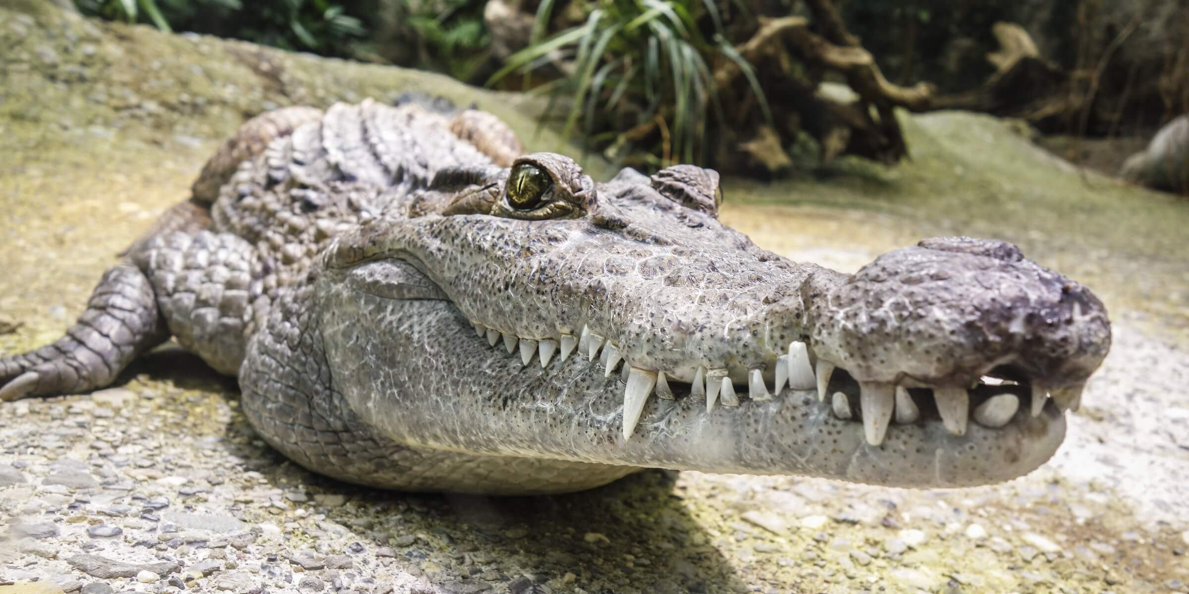 Krokodil in Costa Rica