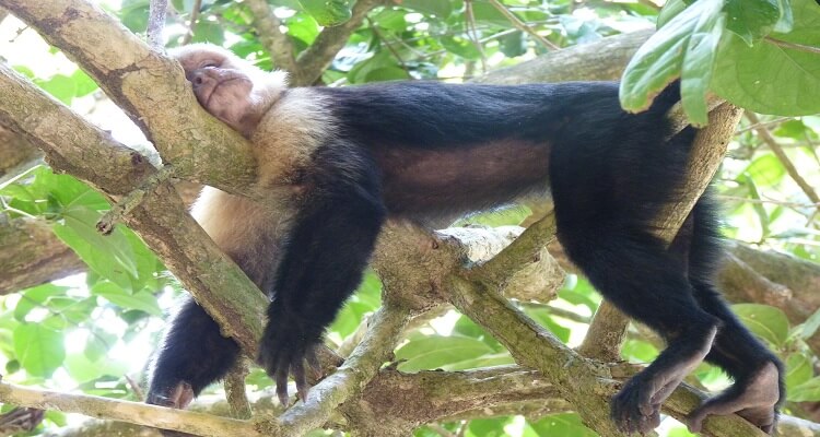 Affe im Regenwald von Costa Rica