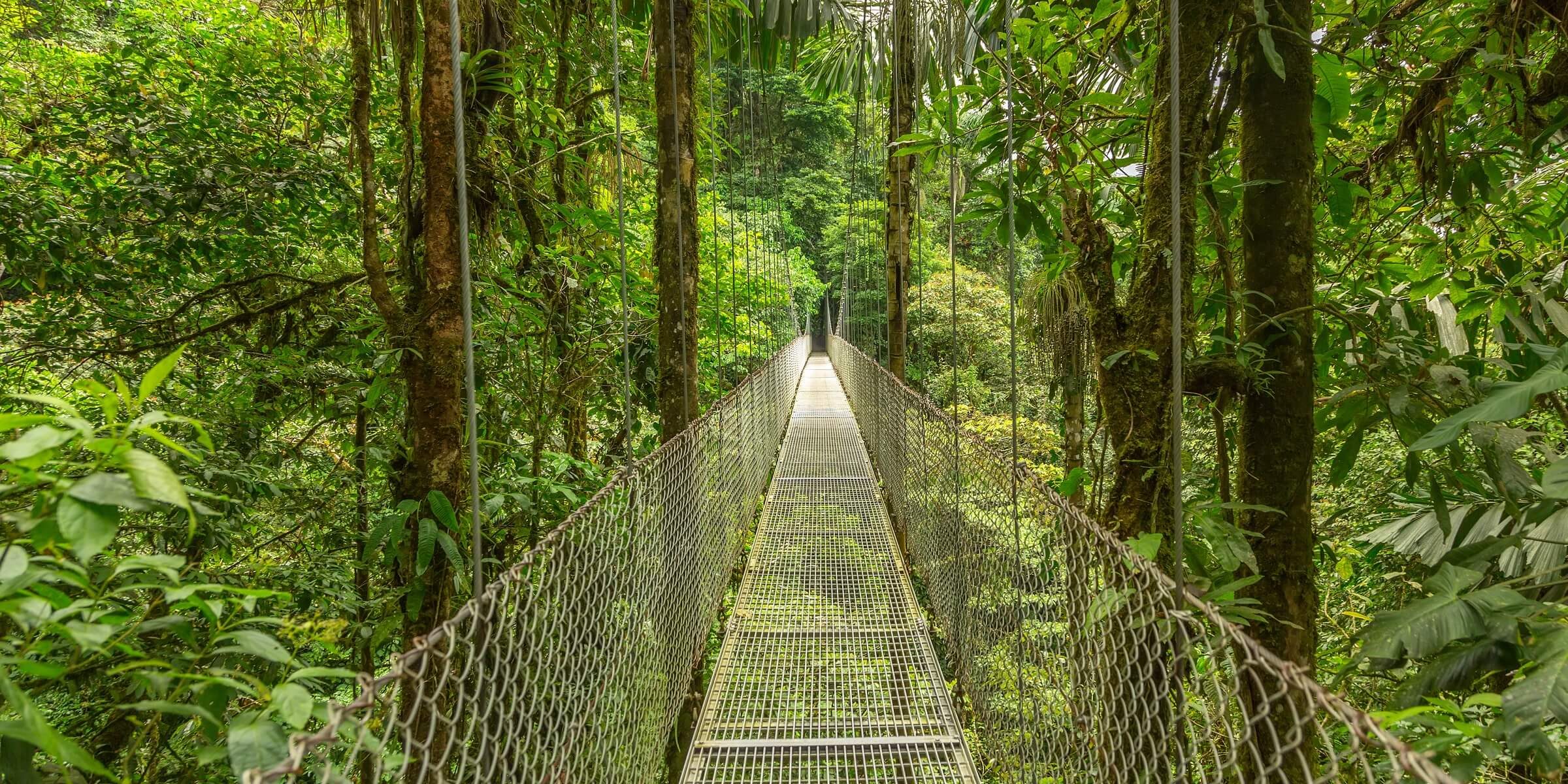 Tropischer Regenwald in Costa Rica