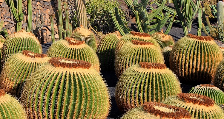 Kaktusgarten auf den Kanaren