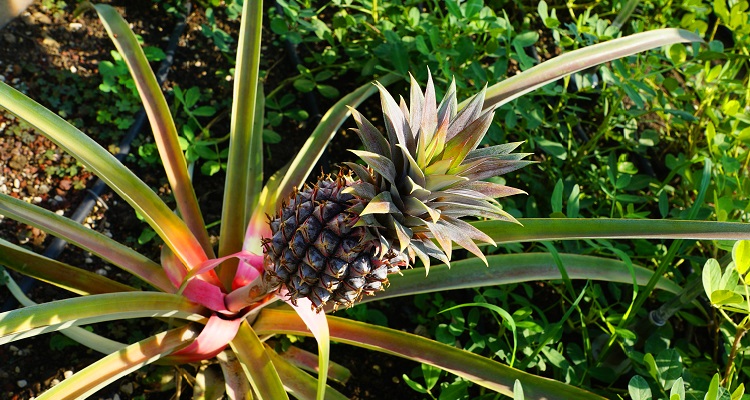 Ananasstaude in Panama