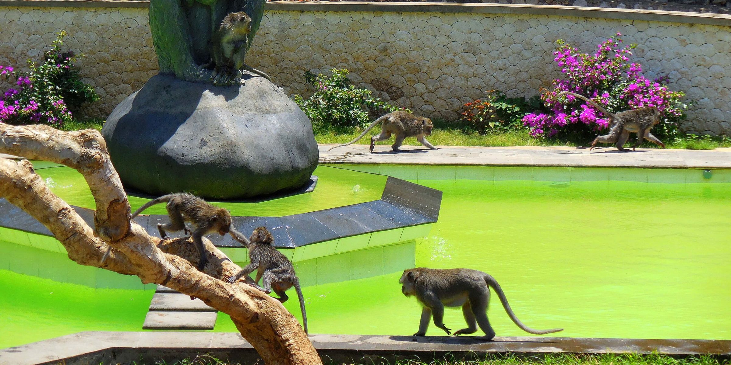Der Affenpark auf Bali bei adamare SingleReisen