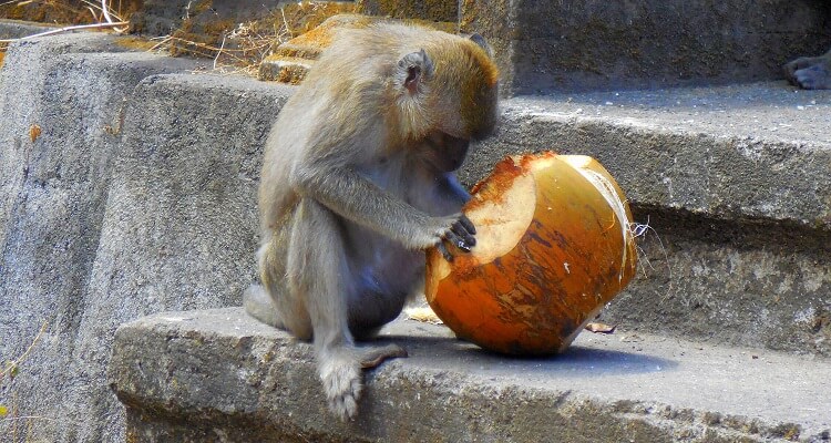 Ein Makake im Affenwald in Ubud