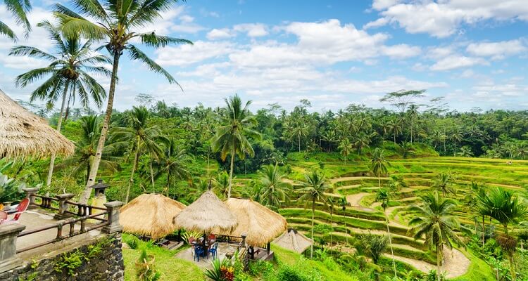 Die berühmten Reisterrassen auf Bali bei adamare SingleReisen