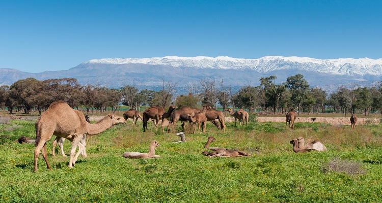 A group of camels grazing on fresh pasture between the Atlas mountains and Sahara desert in Morocco