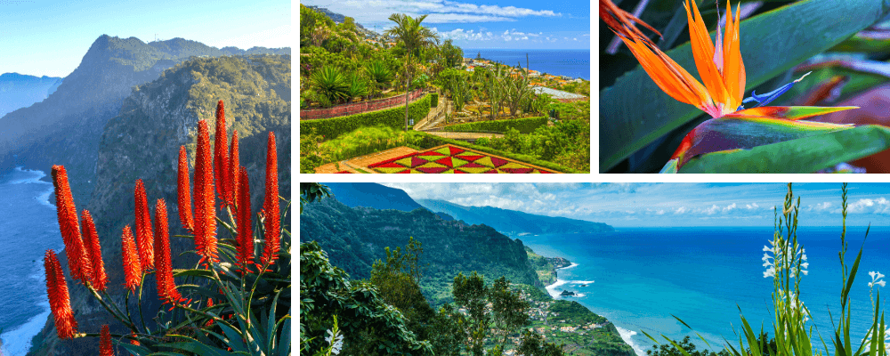 Madeiras frühlingshaftes Klima sorgt für eine immergrüne und üppige Vegetation