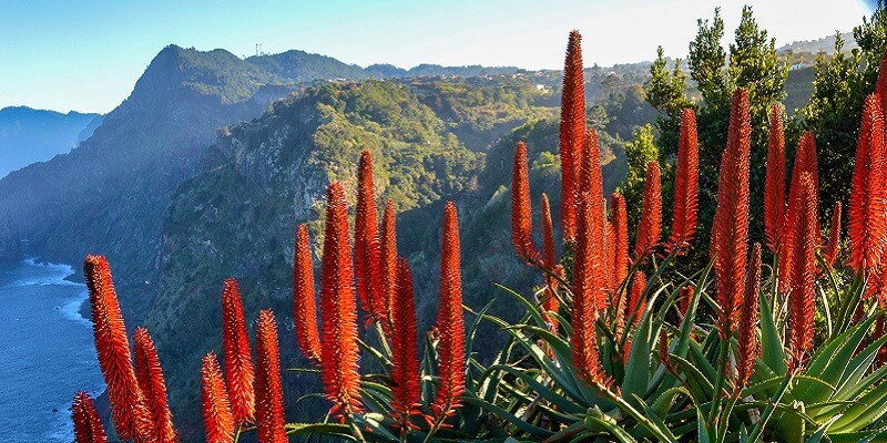 Unsere besten Reisetipps für den Urlaub auf Madeira: Die Insel ist aufgrund ihres frühlingshaften Klimas ganzjährig bereisbar