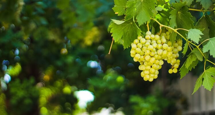 Zypern - Weinreben