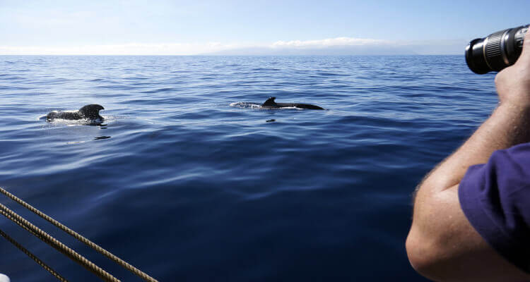 Singlereise nach Gran Canaria - Bootstour mit Walen und Delfinen