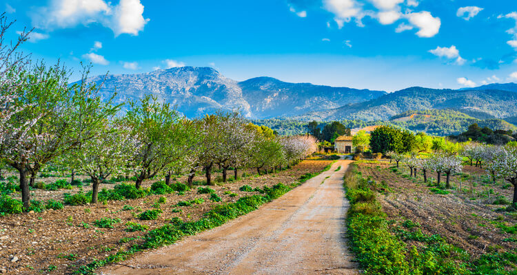 Singleurlaub auf Mallorca - Landschaft