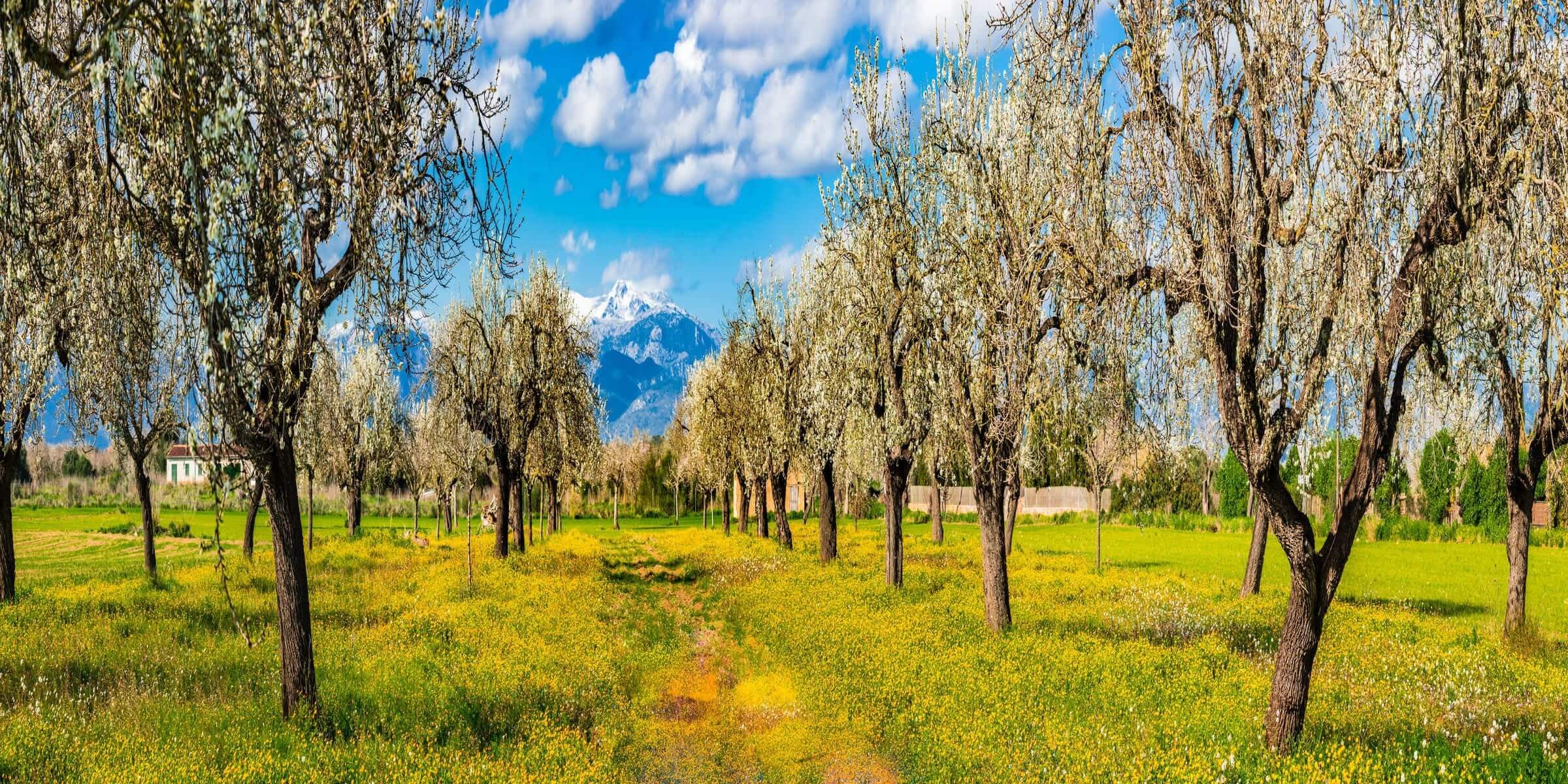 Singlereise nach Mallorca - Landschaft der Insel