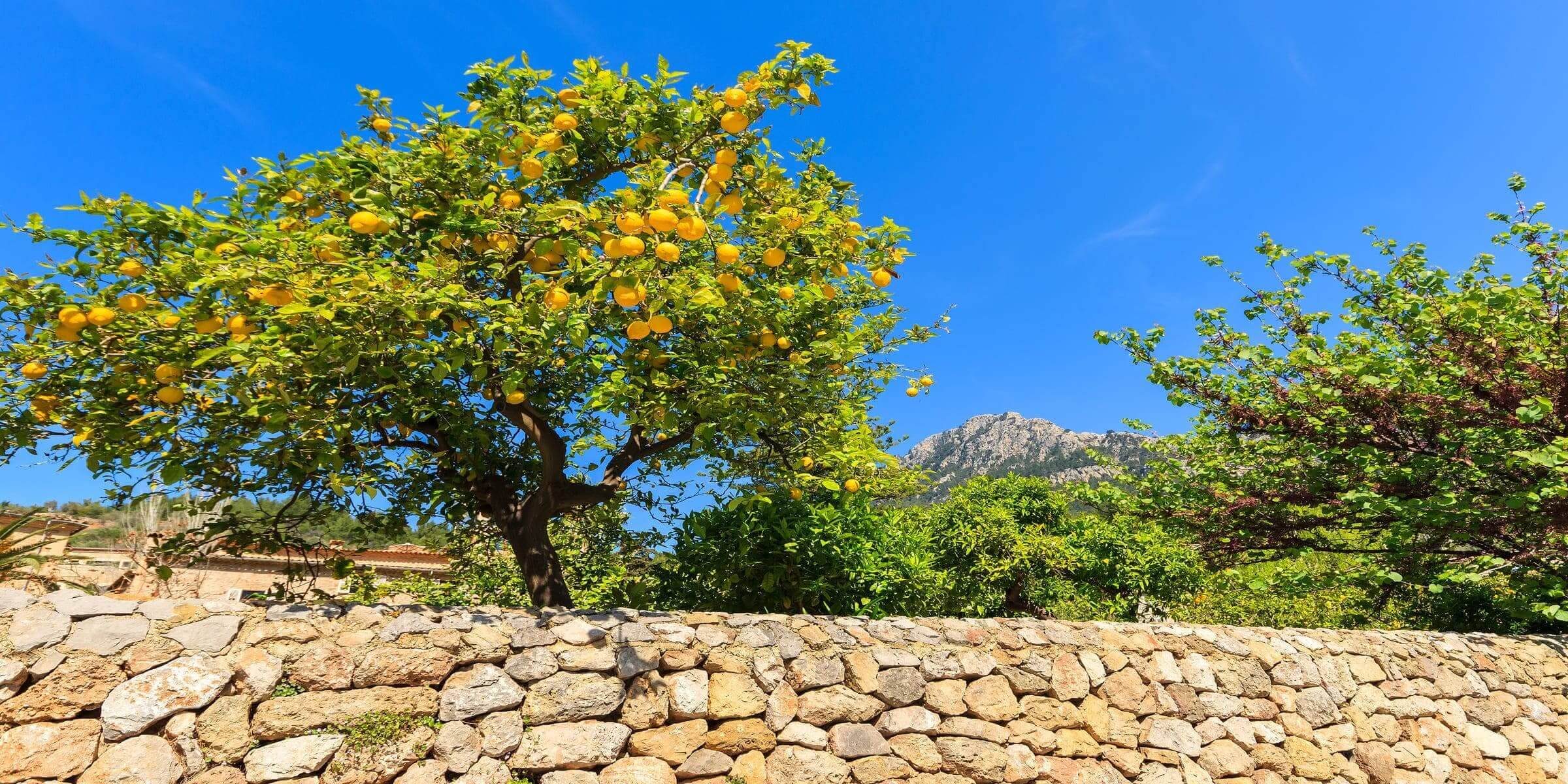 Singlereisen nach Mallorca - Orangenbäume