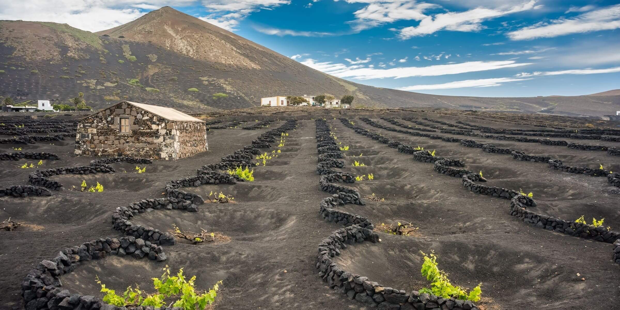 Singlereise nach Lanzarote - Weinanbau