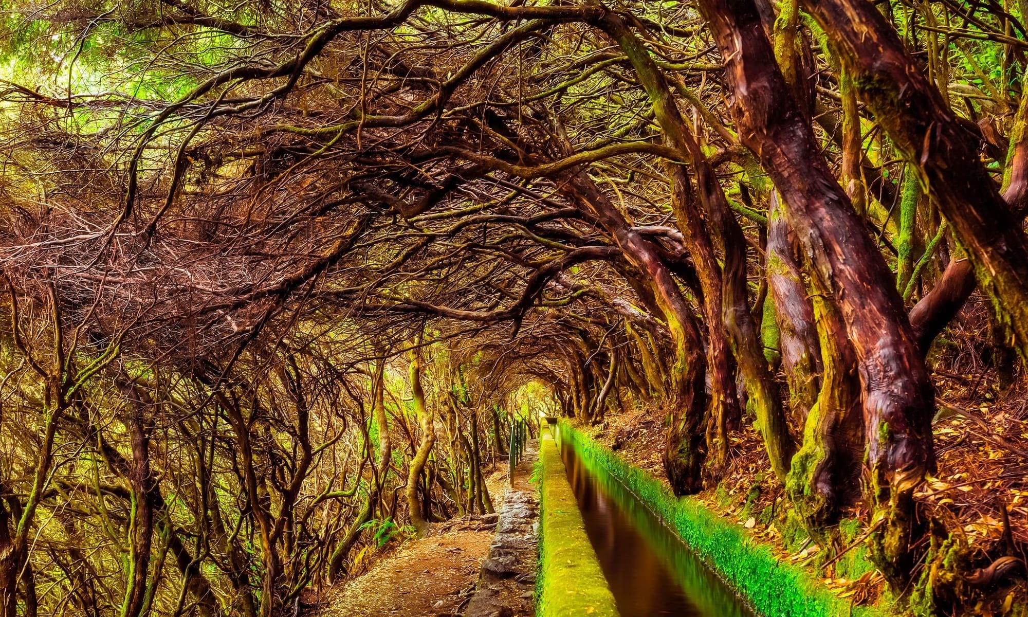 Singlereise nach Madeira - Wanderpfad Levada