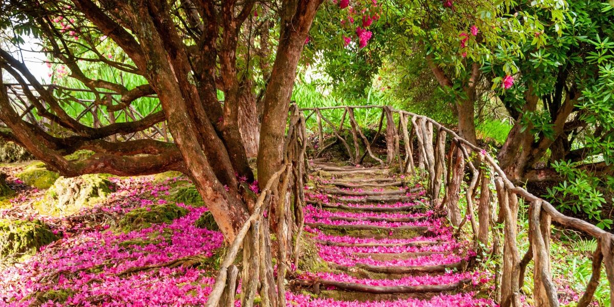Singlereise nach Madeira - Pfad mit Blütenblättern
