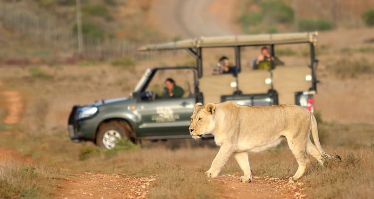 Singlereise nach Südafrika - Löwe auf Safari