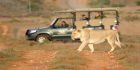 Singlereise nach Südafrika - Safari in der Garden Route Lodge