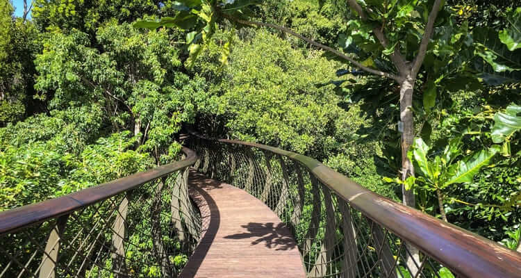 Singlereise nach Südafrika - Kirstenbosch Botanischer Garten