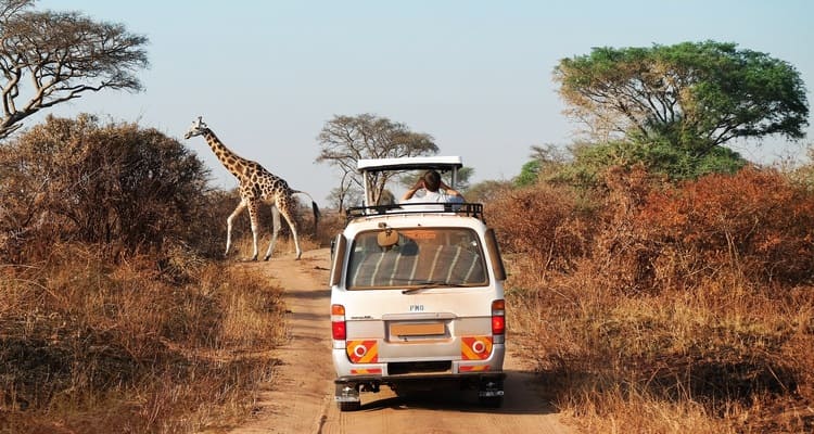 Singlereise nach Südafrika - Giraffe vor Jeep