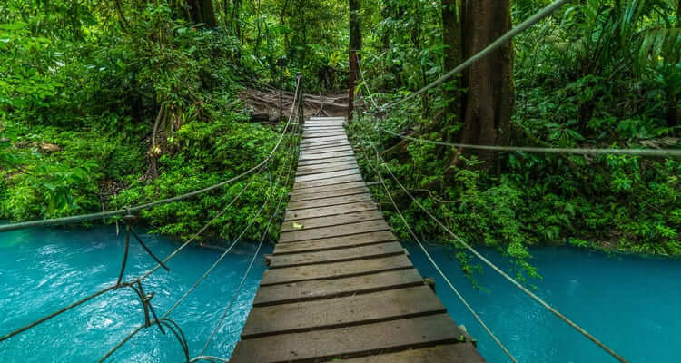 Singlereise nach Costa Rica - Brücke im Dschungel