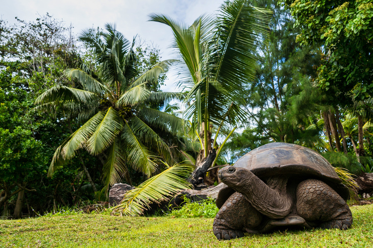 Riesenschildkröte im Nationalpark auf den Seychellen