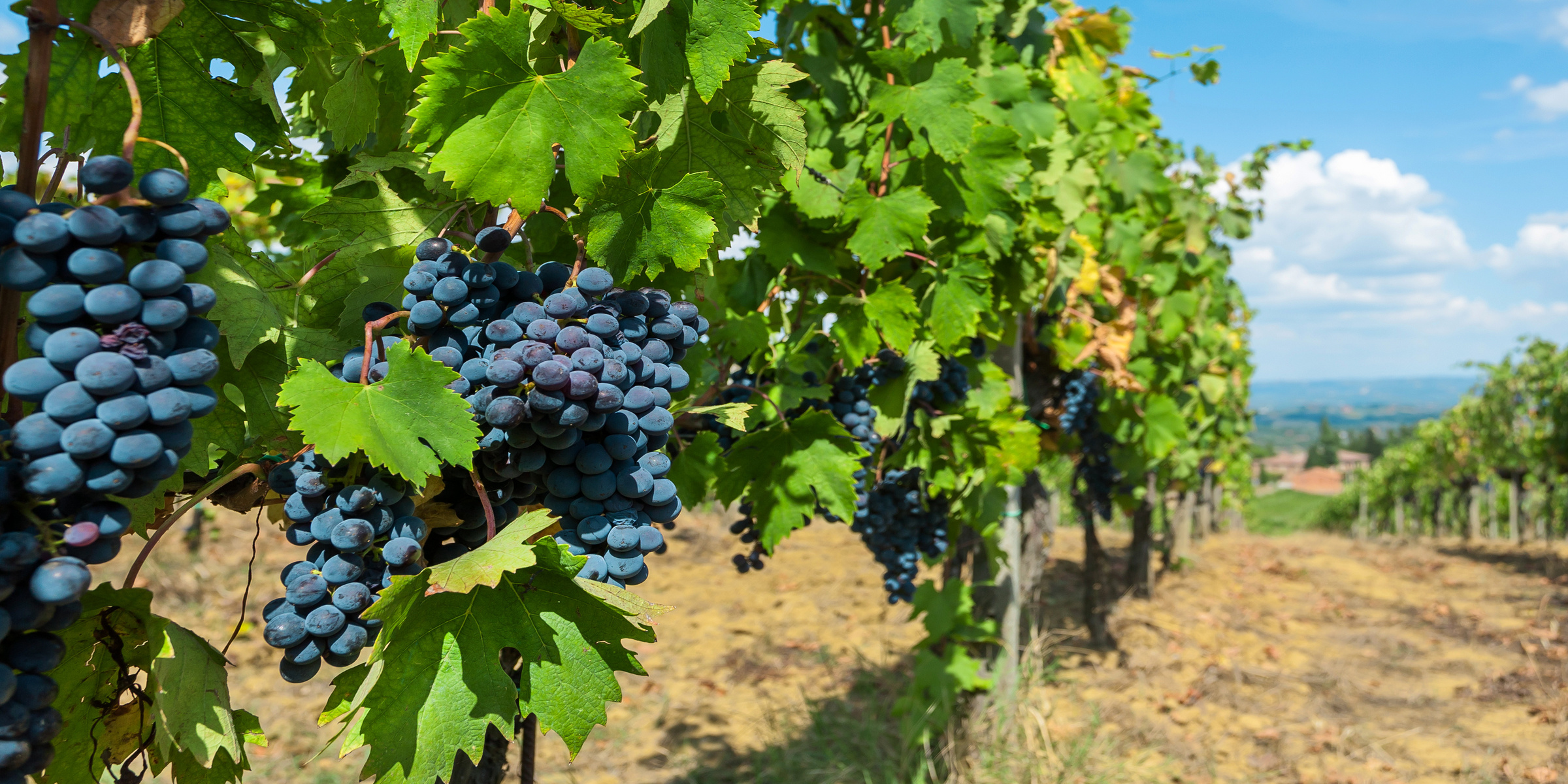 Italien - Marken - 8-Tägige Singlereise zwischen Marken und Emilia-Romagna
